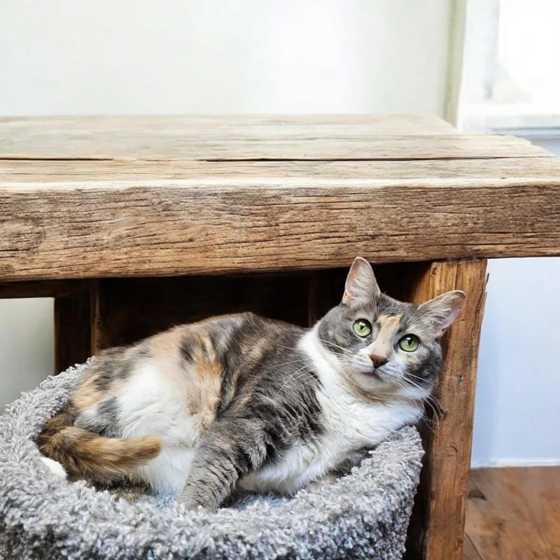 Willow Girl thumbnail 4