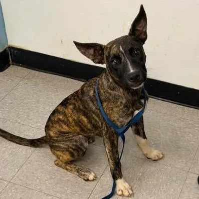 A young medium-sized male Brindle Mixed Breed dog named Dandy for adoption in Bastrop, TX