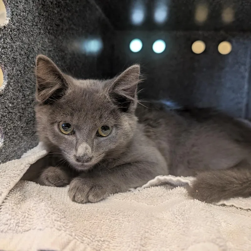 A baby small-sized female Gray / Blue / Silver Domestic Medium Hair cat named Chevron for adoption in Pasadena, CA