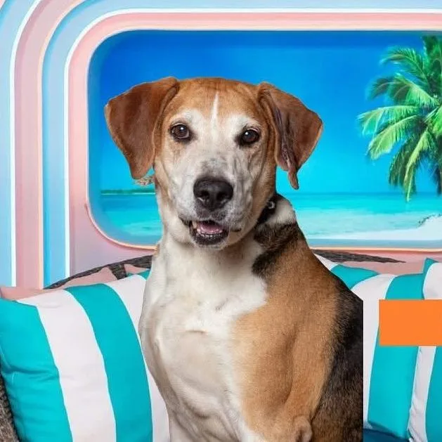 A senior large-sized male Hound dog named Max "Big Max" for adoption in QUINCY, FL