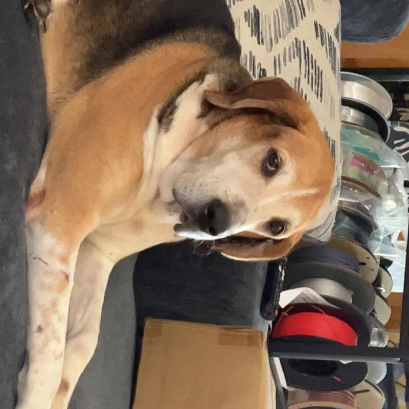 Max "Big Max" thumbnail 5