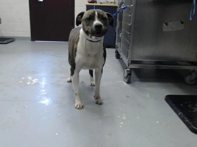 An adult medium-sized male Pit Bull Terrier dog named Prince for adoption in Fayetteville, NC