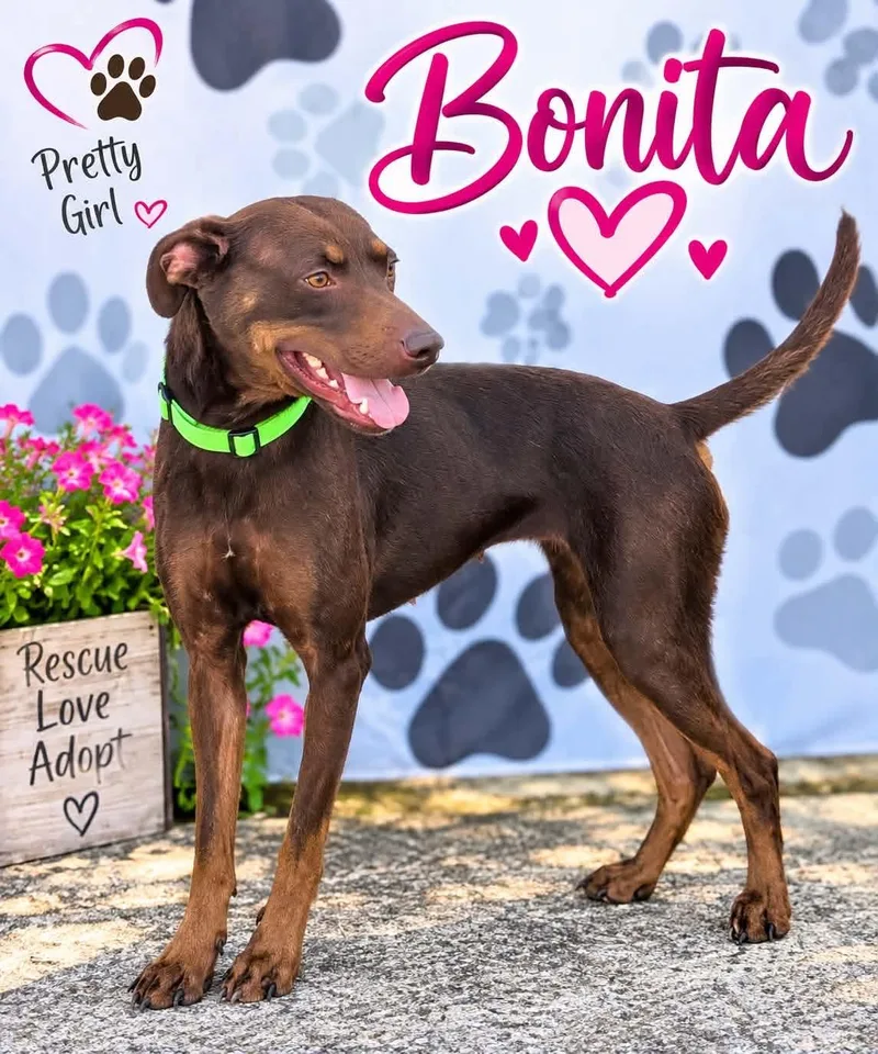 An adult medium-sized female Brown / Chocolate Mixed Breed dog named Bonita for adoption in Sunbright, TN