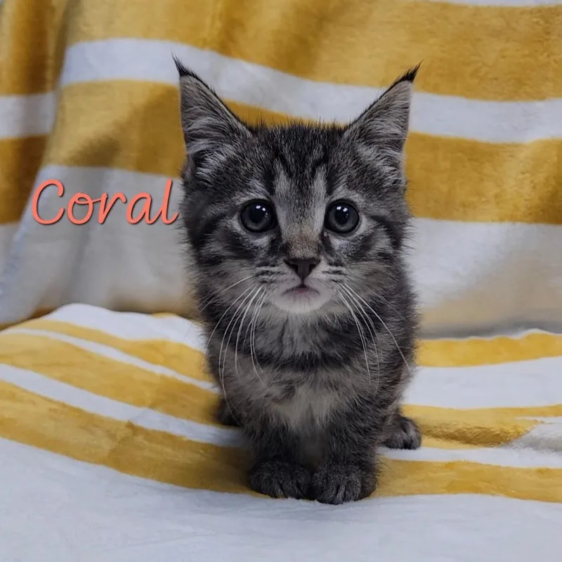 A baby small-sized female Brown / Chocolate Domestic Short Hair cat named Coral for adoption in Parkersburg, WV