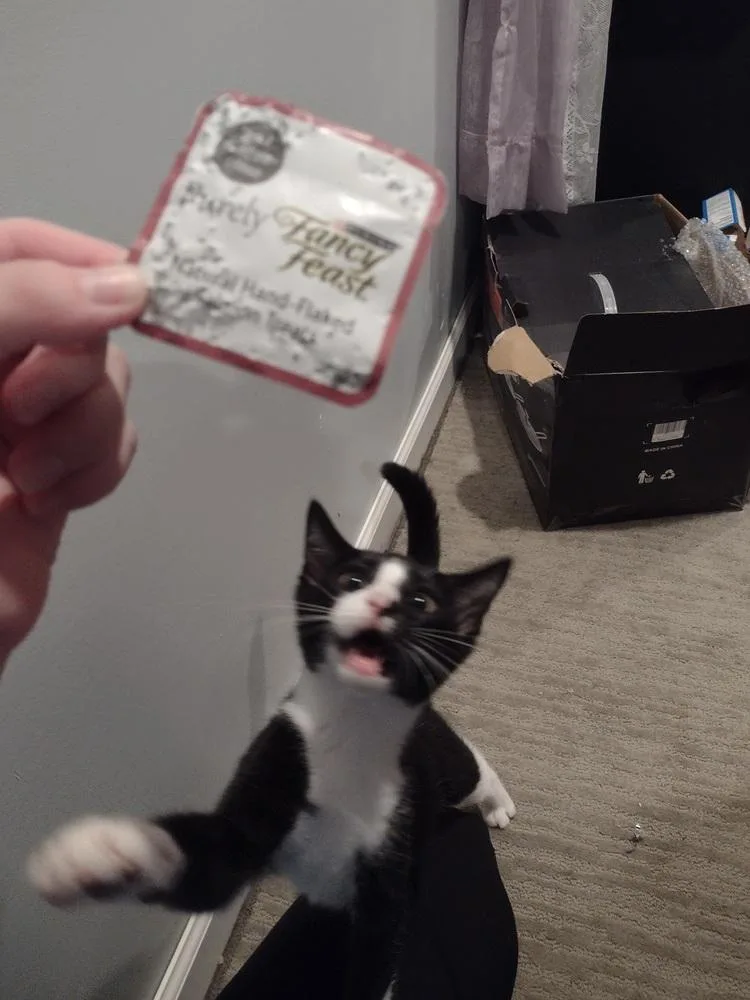 An adult medium-sized male Black & White / Tuxedo Domestic Short Hair cat named Coconut for adoption in Lorain, OH