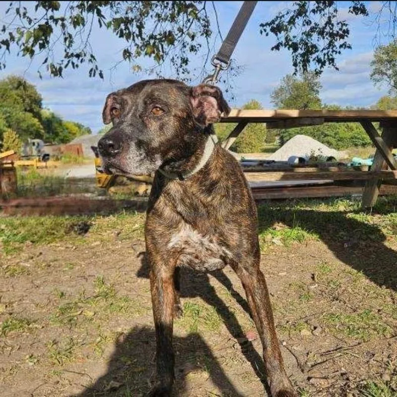 A senior medium-sized female Brindle Mountain Cur dog named Daphne for adoption in Henderson, KY