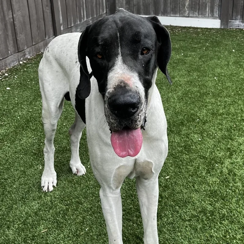 An adult extra large-sized male White / Cream Great Dane dog named Stimy for adoption in LOXAHATCHEE, FL