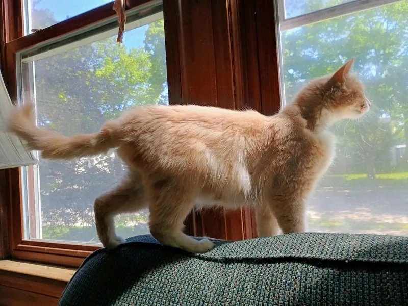 A baby medium-sized female Domestic Long Hair cat named Apricot for adoption in Fond Du Lac, WI