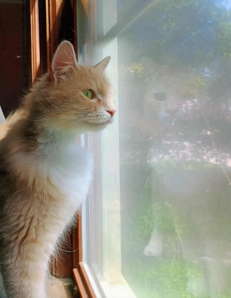 Apricot thumbnail 2