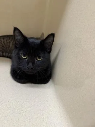 A baby small-sized female Domestic Short Hair cat named Hadley for adoption in Pequot Lakes, MN