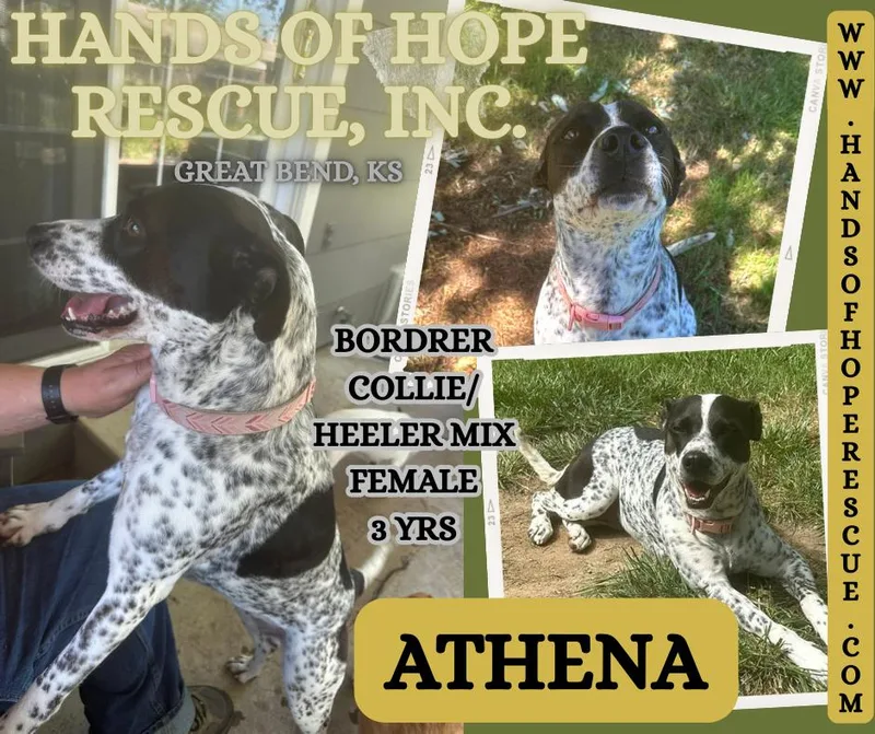 Athena thumbnail 2