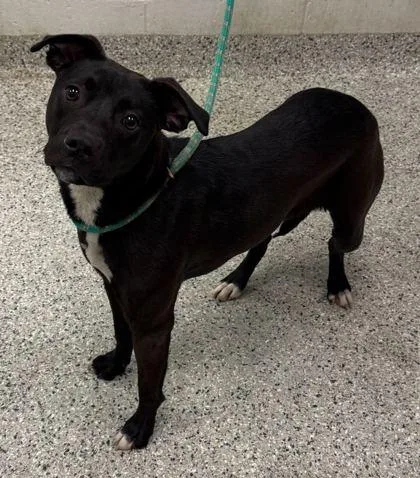 An adult large-sized female Black Pit Bull Terrier dog named Jellybean for adoption in Kansas City, MO