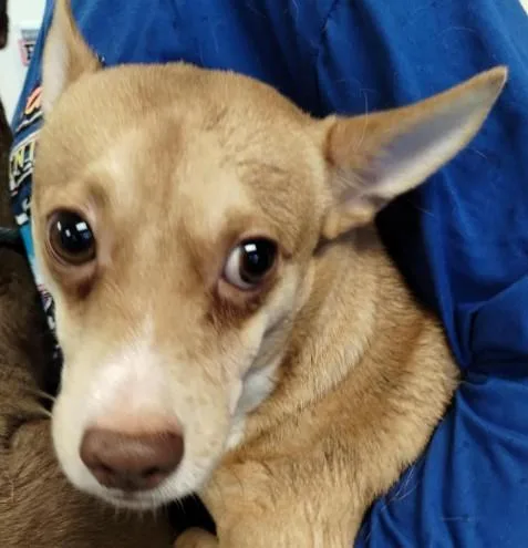 A young small-sized male Chihuahua dog named Louie for adoption in Alameda, CA
