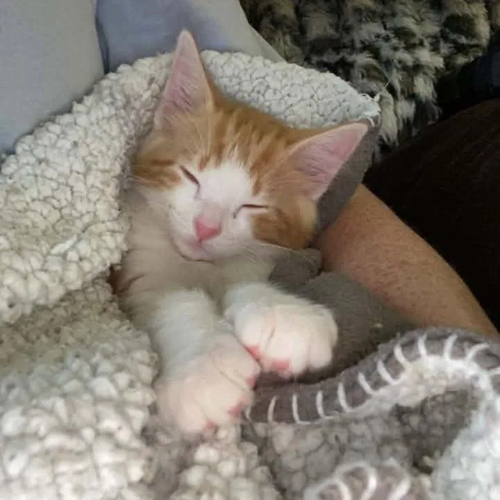A baby small-sized male Domestic Medium Hair cat named Dragon Knieriem for adoption in Eagle Mountain, UT