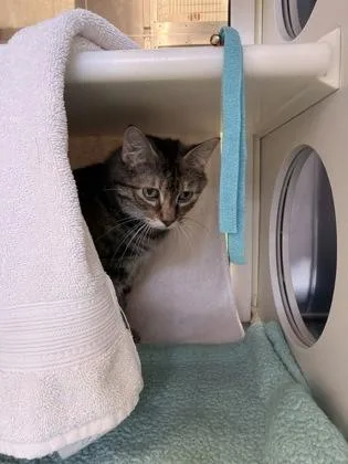 An adult small-sized female Brown / Chocolate Domestic Short Hair cat named Cheema for adoption in Kansas City, MO