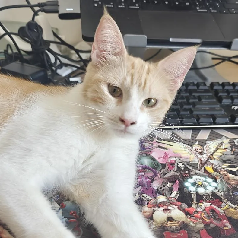 A young small-sized female Orange / Red Domestic Short Hair cat named April for adoption in Long Beach, CA