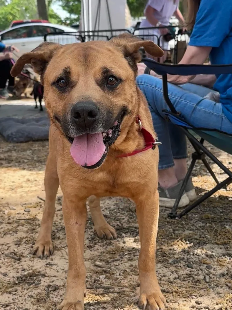An adult medium-sized male Yellow / Tan / Blond / Fawn Labrador Retriever dog named Parker  Handsome Unicorn for adoption in Buford, GA