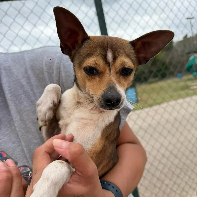A baby small-sized male Rat Terrier dog named Fabio for adoption in Pearsall, TX