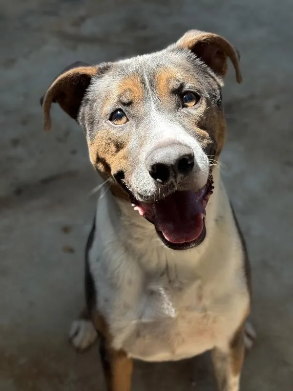 An adult large-sized male Shepherd dog named Bongo for adoption in Lancaster, OH