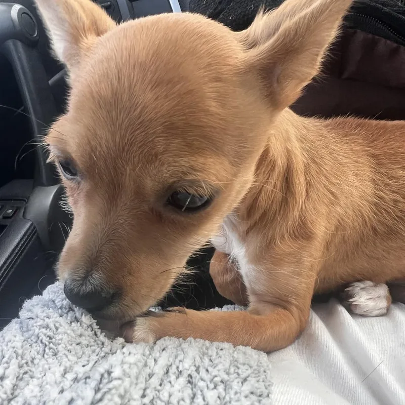 A baby small-sized female Yellow / Tan / Blond / Fawn Cairn Terrier dog named Brunson for adoption in Staten Island, NY
