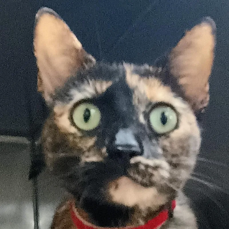 An adult medium-sized female Cream / Ivory Domestic Short Hair cat named Katniss for adoption in Palestine, TX