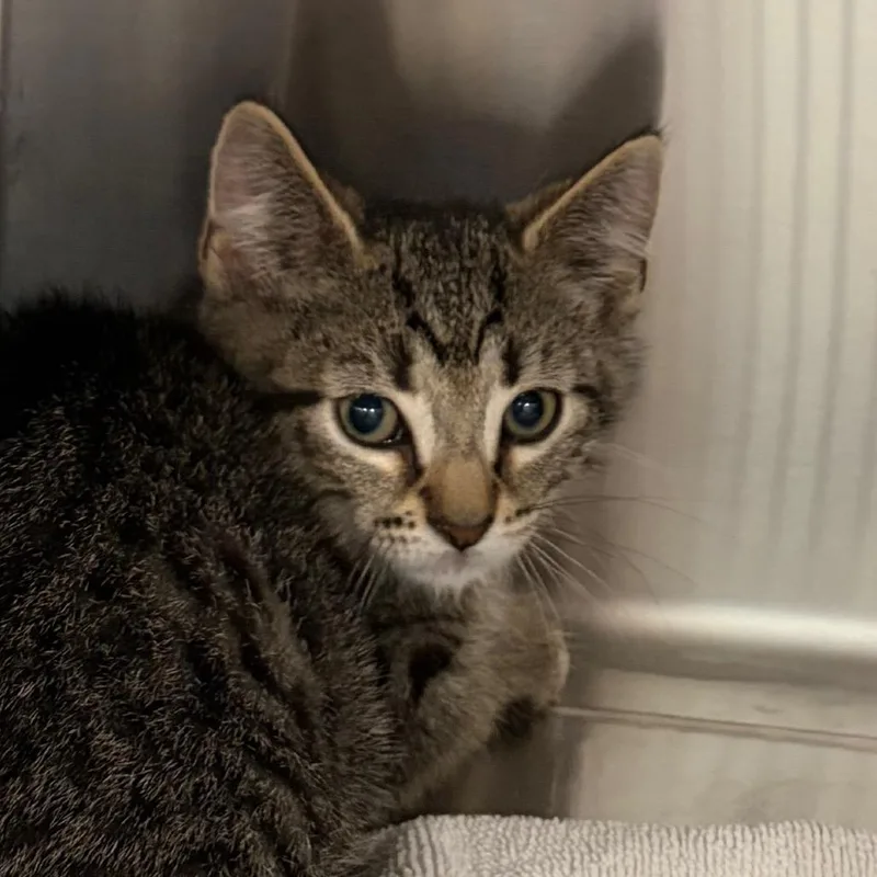 A baby small-sized male Brown / Chocolate Domestic Short Hair cat named Nora_Baby for adoption in Scituate, MA