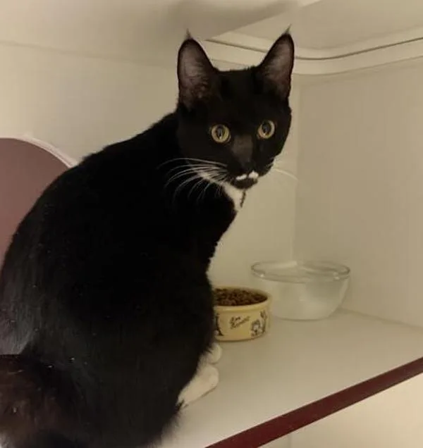 A young medium-sized female Domestic Short Hair cat named Zoey for adoption in Escondido, CA