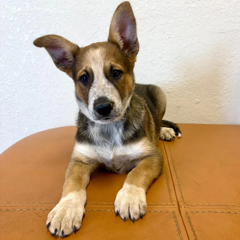 A baby small-sized male Shepherd dog named Jack for adoption in Parker, CO