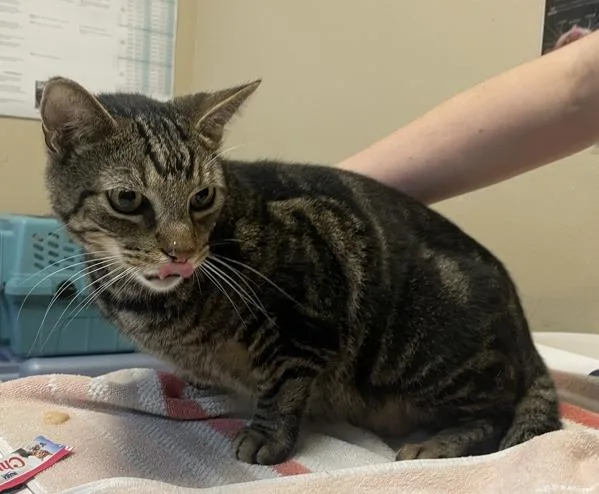 An adult small-sized male Domestic Short Hair cat named Kanaloa for adoption in Oceanside, CA