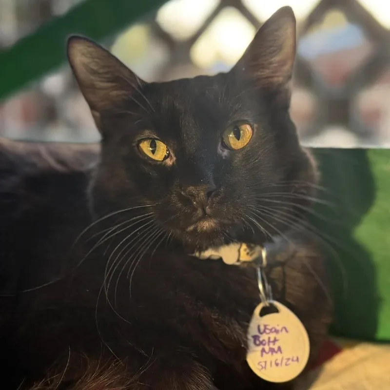 Usain Bolt thumbnail 2