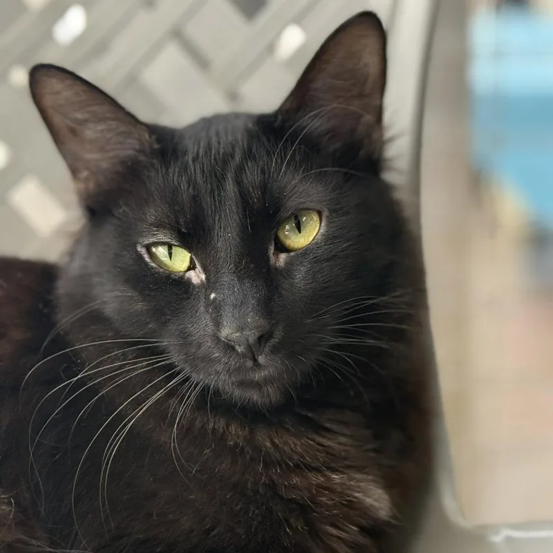 Usain Bolt thumbnail 3