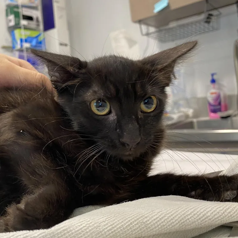 Usain Bolt thumbnail 4