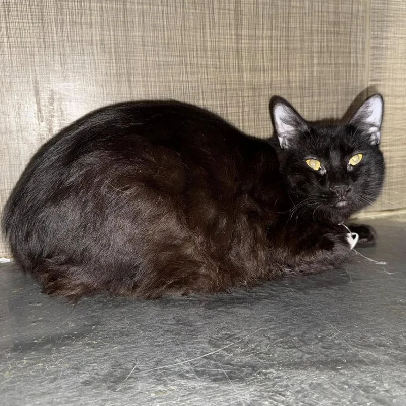 Usain Bolt thumbnail 5