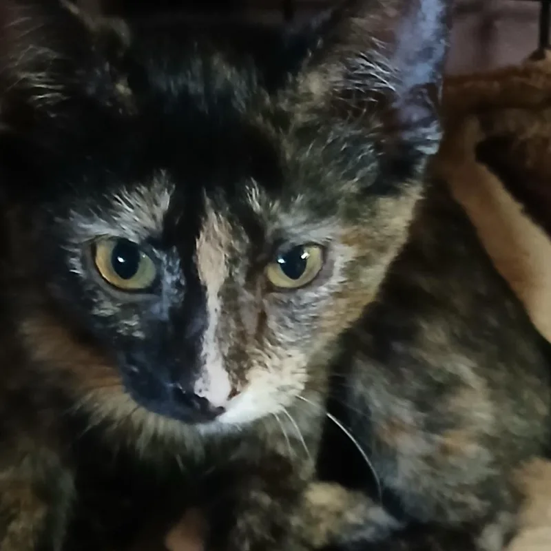 A baby small-sized female Tortoiseshell cat named Tortie for adoption in Hobart  , IN