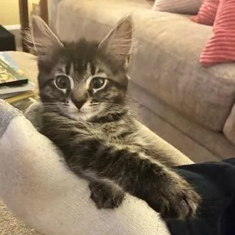 A baby medium-sized female Tabby (Brown / Chocolate) Domestic Long Hair cat named Muffin for adoption in Renton , WA