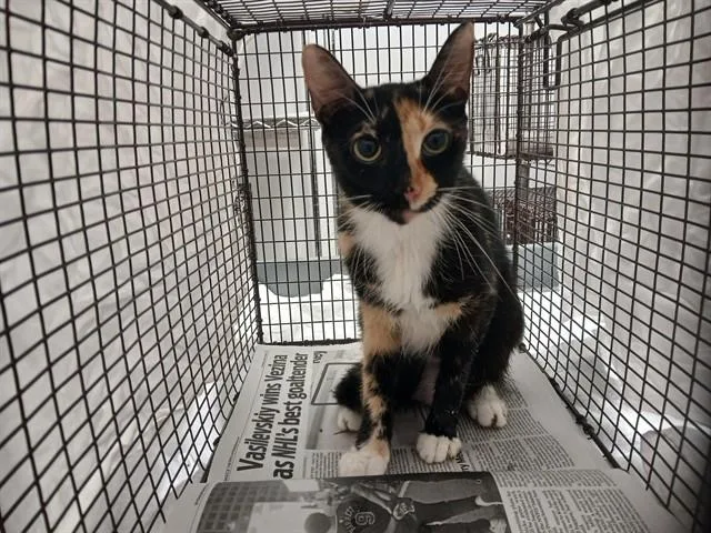 A young large-sized female Domestic Short Hair cat named Plum for adoption in Fort Lauderdale, FL
