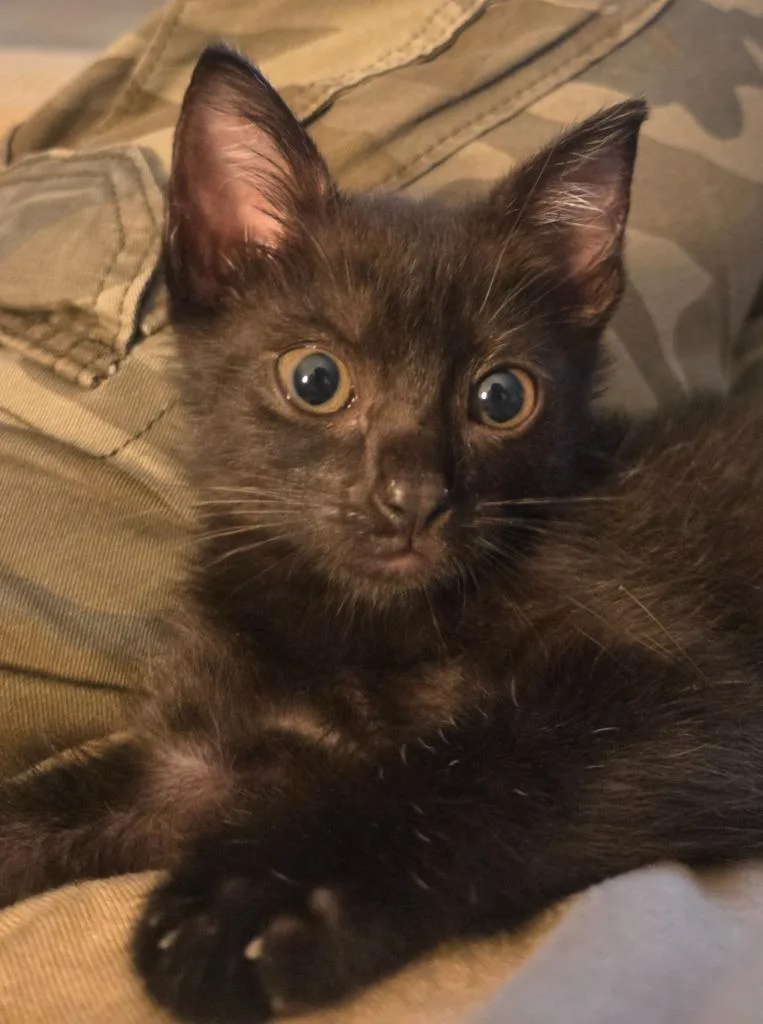 A baby small-sized female Domestic Short Hair cat named Laila Ali for adoption in Ocala, FL