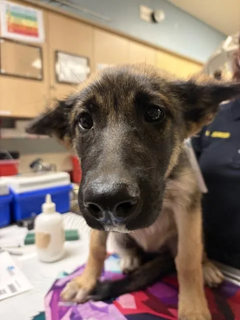 A baby small-sized female German Shepherd Dog dog named Sundae for adoption in Riverside, CA
