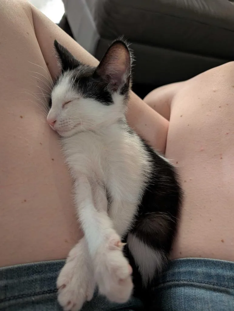 A baby medium-sized male Domestic Short Hair cat named Grandpa for adoption in San Antonio, TX