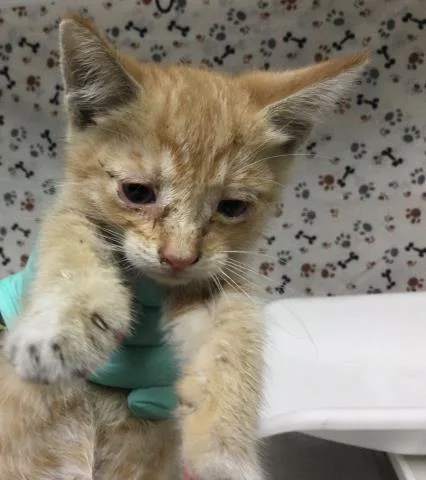 A baby small-sized male Domestic Short Hair cat named Tango for adoption in Riverside, CA