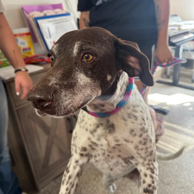 A senior medium-sized female Bicolor German Shorthaired Pointer dog named Peach for adoption in Fallon, NV