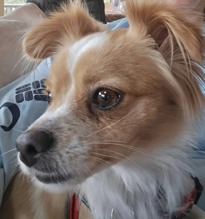 An adult small-sized female Chihuahua dog named Sophia for adoption in Seattle, WA