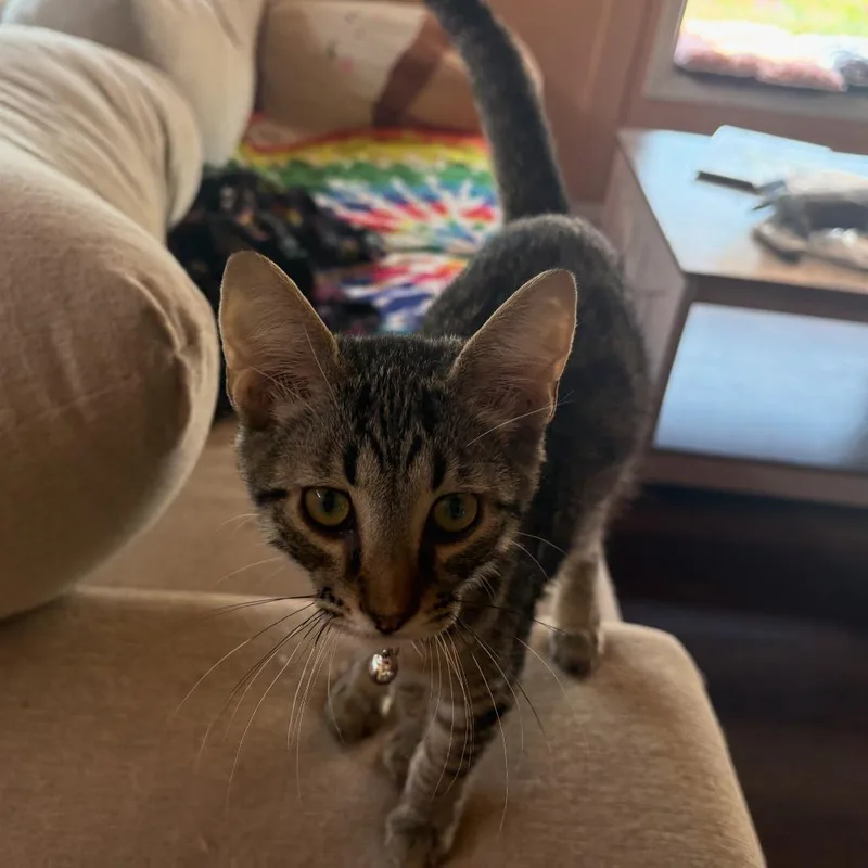 A baby small-sized male Brown / Chocolate Domestic Short Hair cat named Devon for adoption in Las Cruces, NM