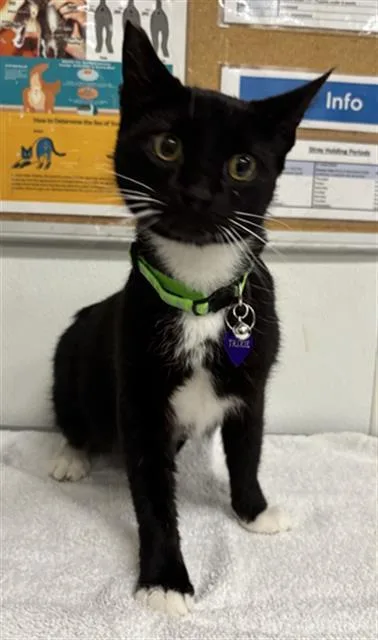 An adult small-sized female Domestic Short Hair cat named Trixie for adoption in Camarillo, CA