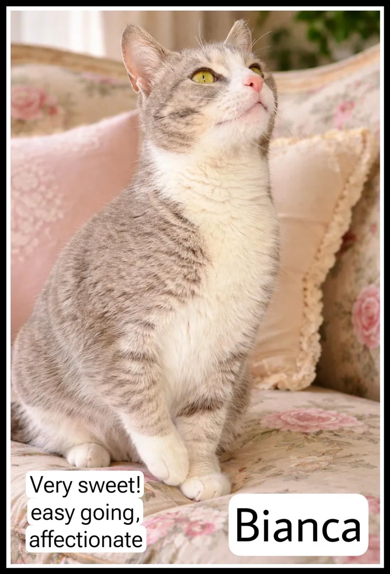 Biancawillow Grove Ps