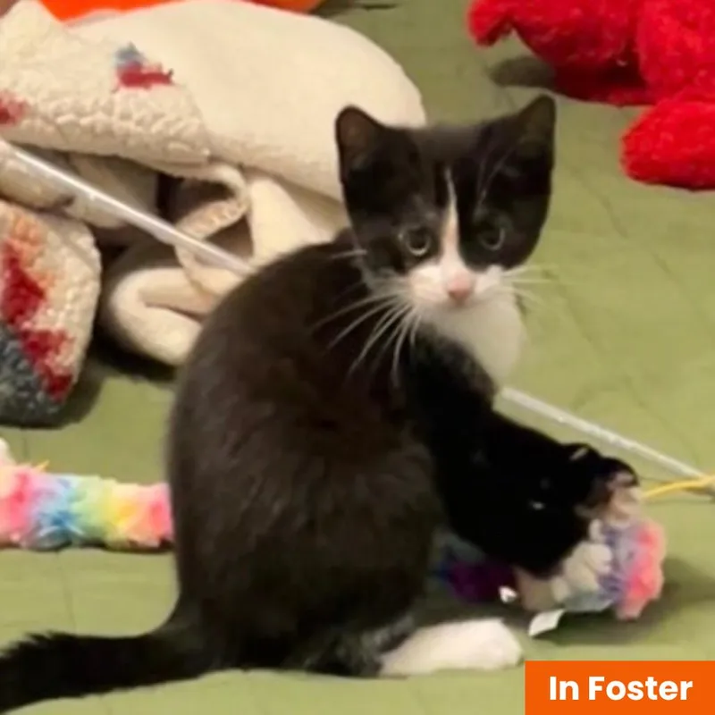 A baby small-sized female Black Domestic Short Hair cat named BB Shoosh FKA Dior for adoption in Baltimore, MD