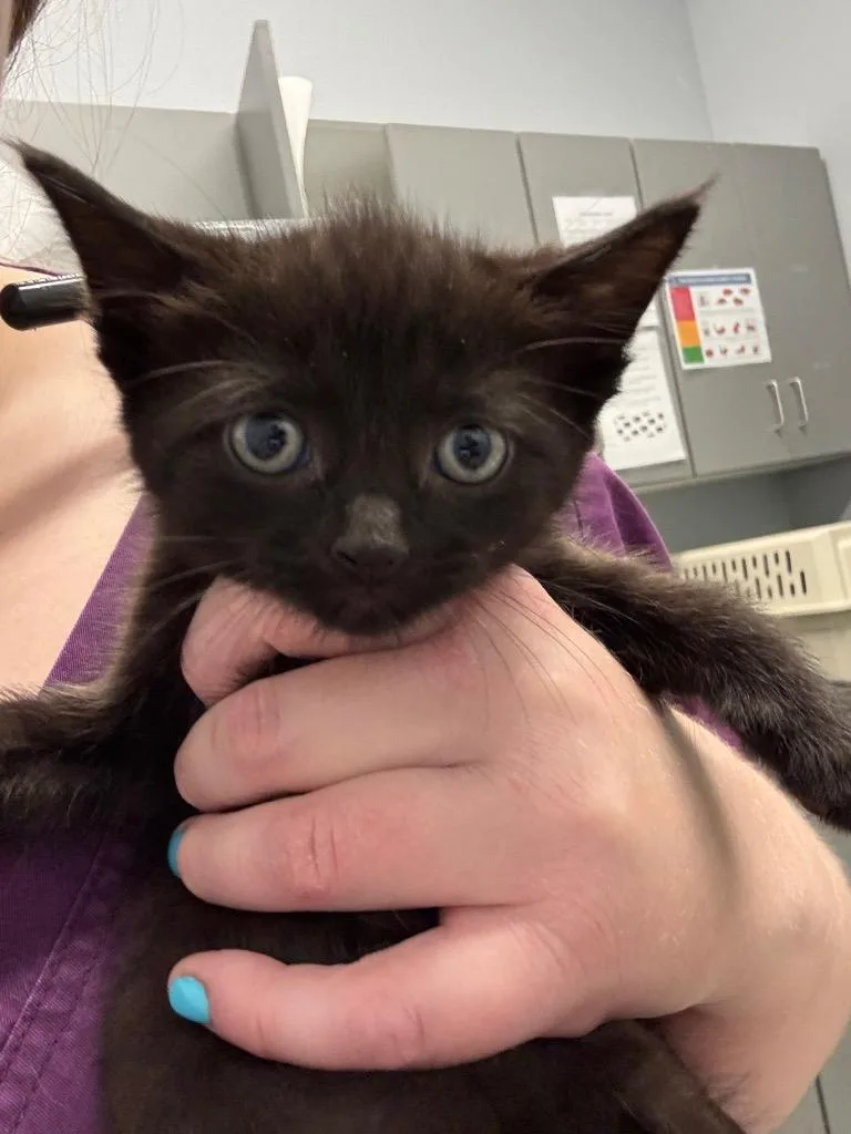 A baby medium-sized female Domestic Short Hair cat named Raphael for adoption in Bloomington, IN