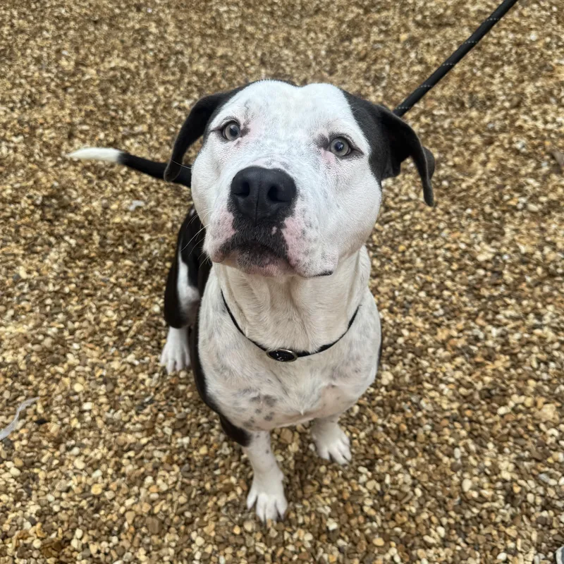 An adult medium-sized female Terrier dog named Dallas for adoption in St. Augustine, FL