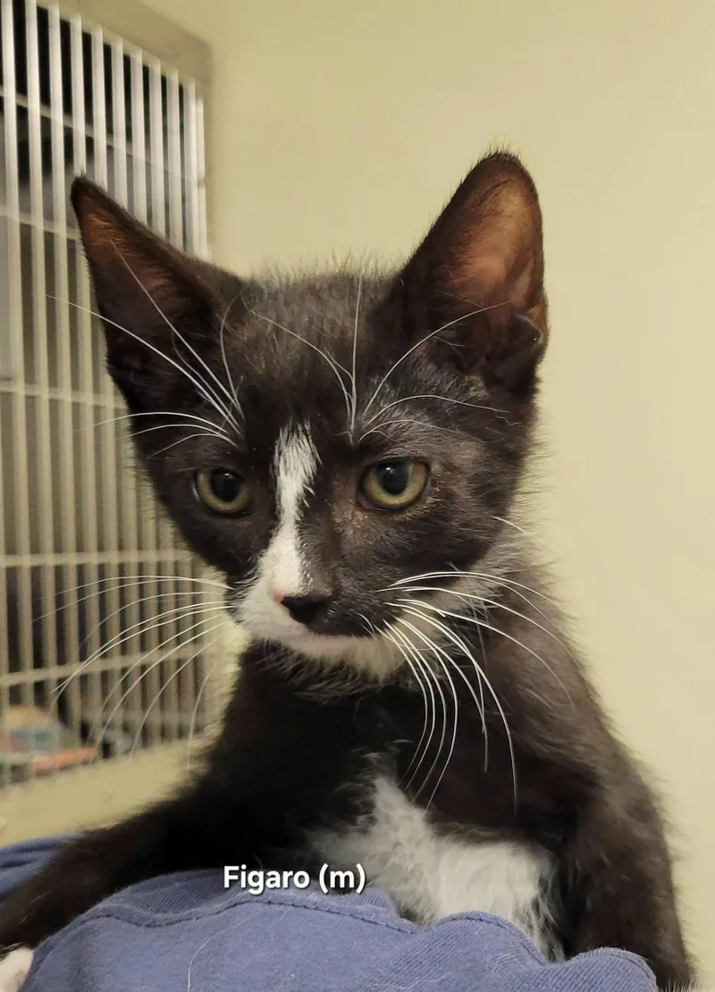 A baby medium-sized male Black & White / Tuxedo Domestic Short Hair cat named Figaro for adoption in Mazon, IL