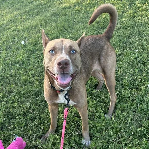 An adult large-sized female Pit Bull Terrier dog named Brandy for adoption in Austin, TX